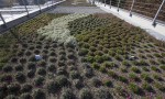  tetti verde fondazine minoprio